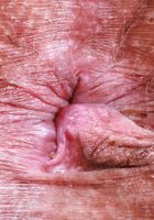 Naudi Nala from ATK Exotics